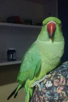 tammed ringneck female for sale