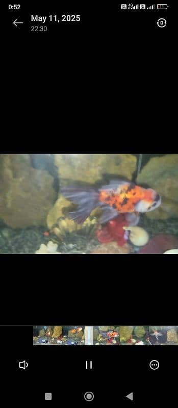 calico , Black koi , Guppy, Molly , Red cap Goldfish and many more 0