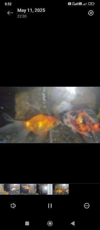 calico , Black koi , Guppy, Molly , Red cap Goldfish and many more 2