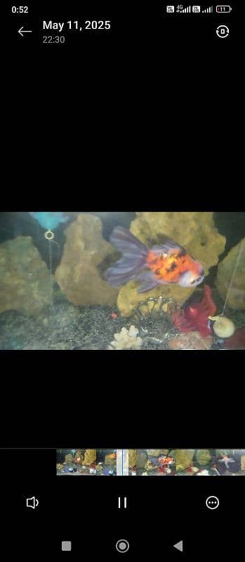 calico , Black koi , Guppy, Molly , Red cap Goldfish and many more 3