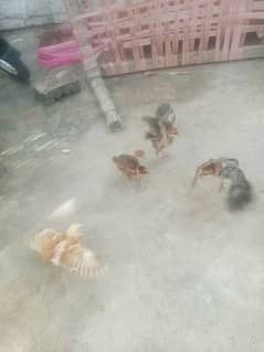golden misri