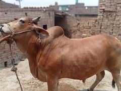 Sahiwal bachray | Bull For Qurbani | Cow | buffalo | Qurbani for sale