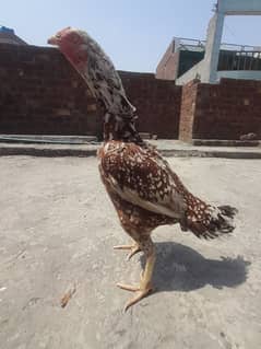 Aseel hens