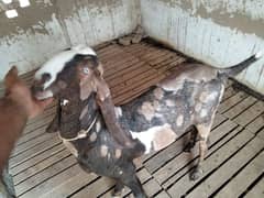 Bakra