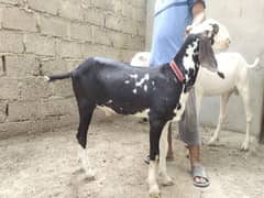 rajan