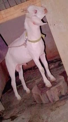 tapra