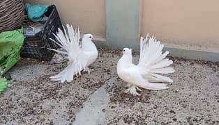 Amarica fantail chiks pair