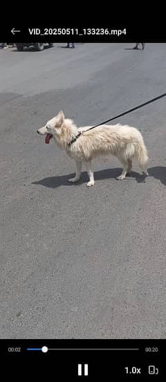 Siberian Husky