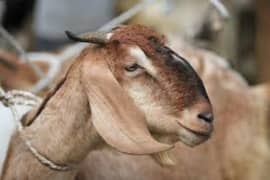 qurbani baqra/charta karwany leye rabta karen o322484oio6