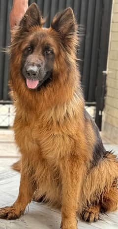 Pedigree German shepherd female available for sale
