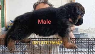 German shepherd | GSD puppies | security dogs | long coat puppys