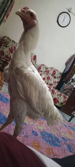 white shamoo