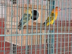 parblue opline,green eweing,parblue