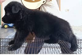 German shepherd Dog| GSD puppies| Black German shepherd puppys