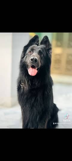 pedigree Black German shepherd male available for sale