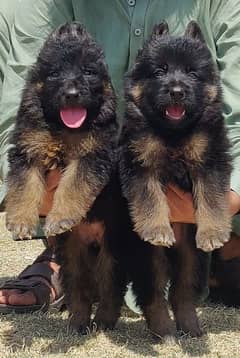 German