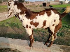 Bakra