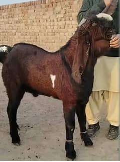 Bakra