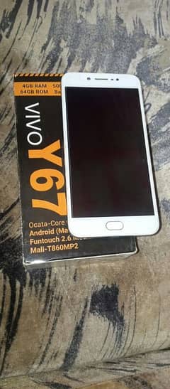 vivo