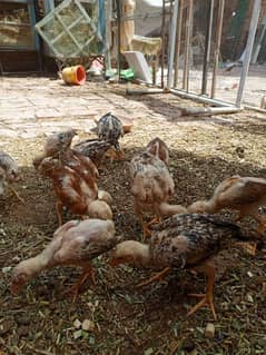 Aseel chicks