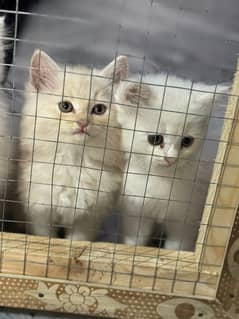 Persian male/ female kittens available for sale
