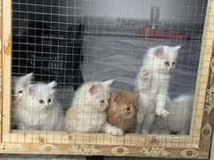 Persian male /female / white kittens available for sale