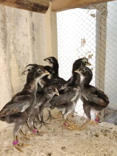 Aseel chicks