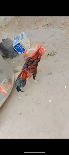 lakha