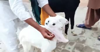 2 Bacchon Ka Sath Desi Bakri For Sale CALL/03278290878