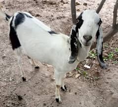 2 bakry qurbani kilye