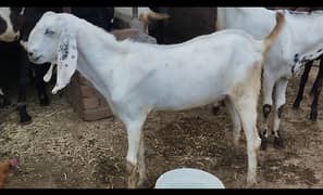 Qurbani