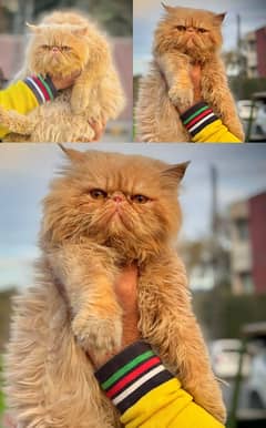 Peki
