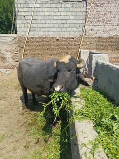 Young jhota for sale