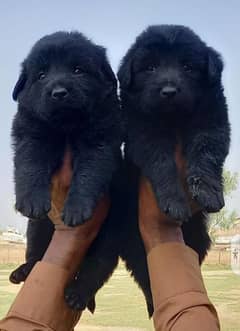 Black german