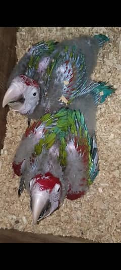 Green wing Macaw