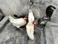 egg laying hens for sale