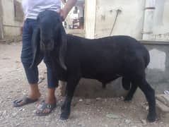 2 dant Black Larkana Dumba