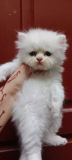 Persian kitten triple coated Kittens Punch Face Fluffy Kitten For Sale