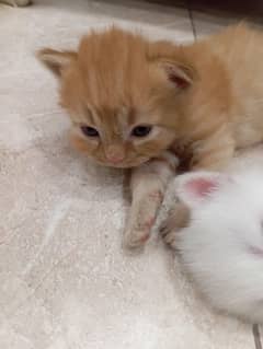 persian