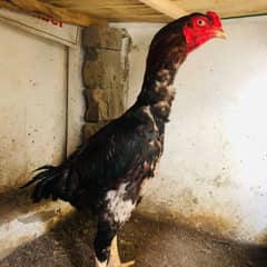 shamo