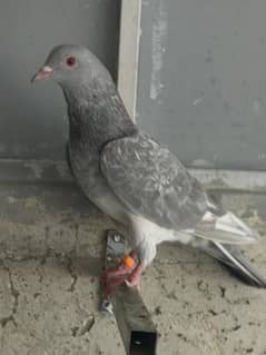 Slaty Kamagar 4 Pair and Dub wala Breeder Pair