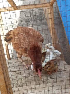aseel chicks