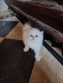Cate with babys for sale