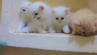 Persian kitten | Triple long coated | punch Face| cat babies