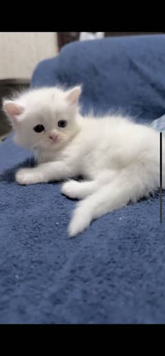 Persian kitten