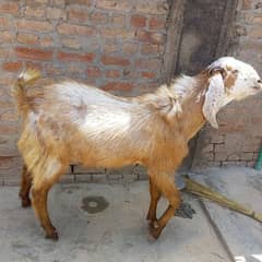 Qurbani