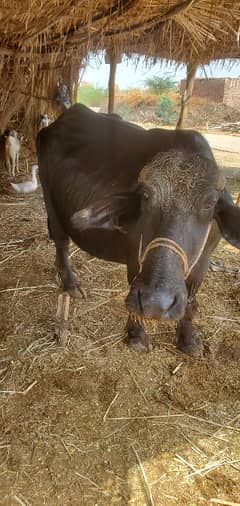 Bachra | Gay | Bhans | pregnant Buffalo | Cow | بھنس | گائے
