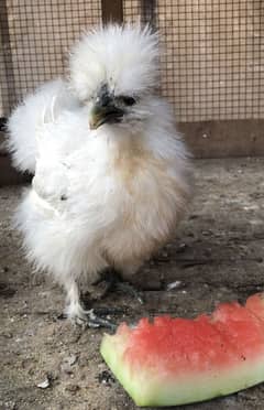 Silkie