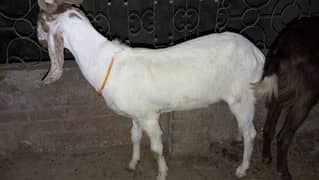 2 dant khasi bakry healthy and active
