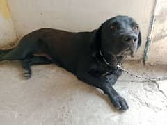Russian labra dog